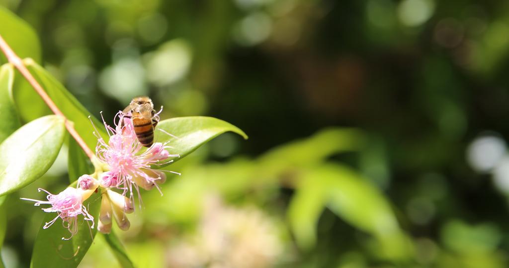 Kandanga Honeybee Wellness Resort מראה חיצוני תמונה
